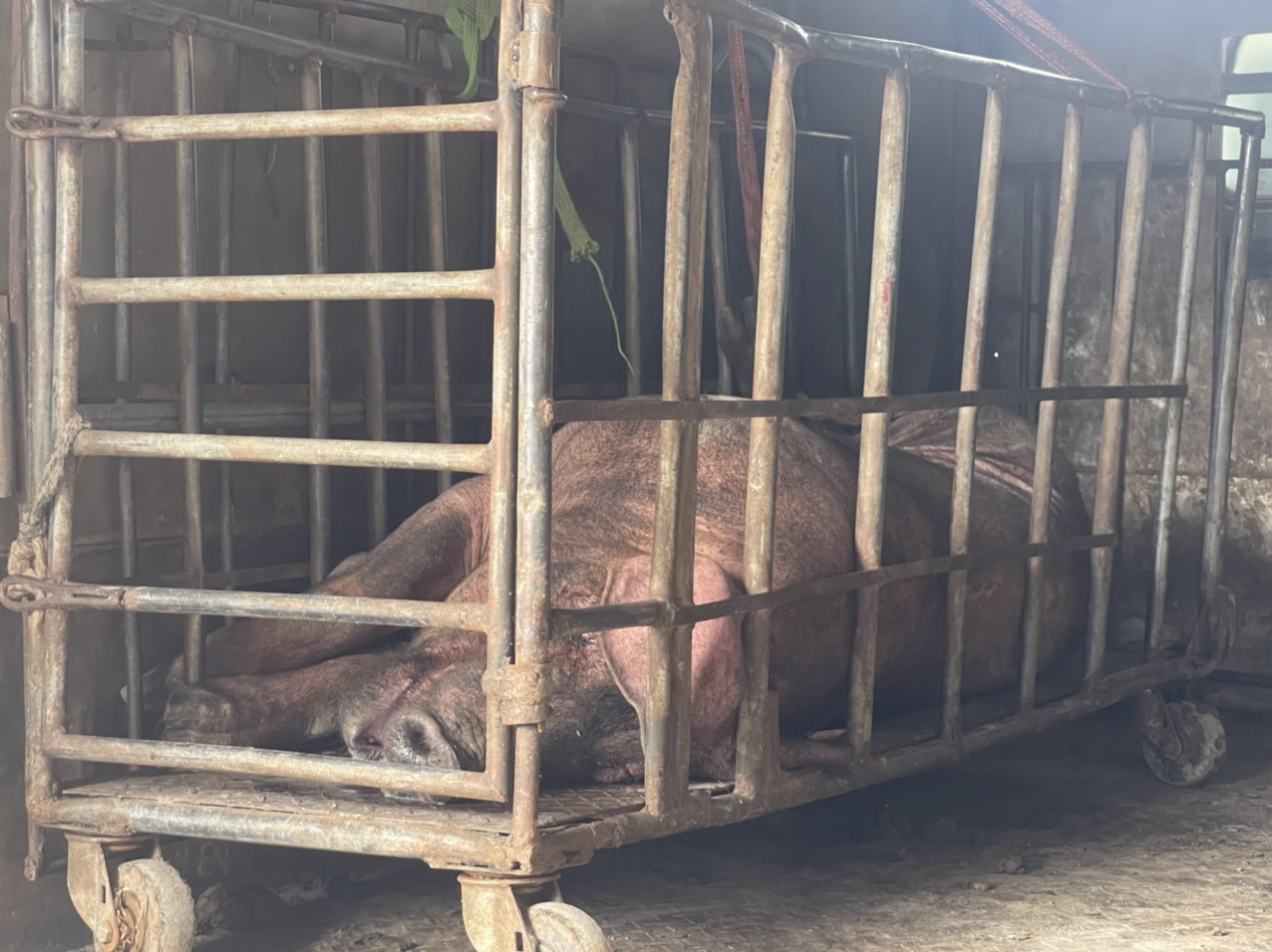 Phát hiện xe tải chở lợn chết đã tím tái đi tiêu thụ